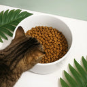 Custom Photo Pet With Name - Personalized Pet Bowl